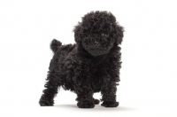 Picture of black puppy on white background