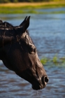 Picture of black quarter horse, portrait