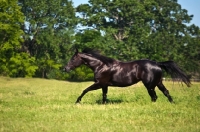 Picture of black quarter horse running in field