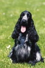 Picture of black roan English Cocker Spaniel