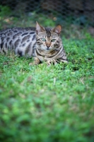 Picture of black rosetted bengal cat in the grass