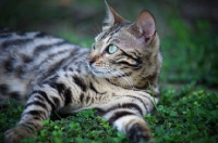 Picture of black rosetted bengal cat resting in the grass