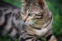 Picture of black rosetted bengal cat resting in the grass