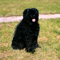 Picture of black russian terrier at moscow zoo