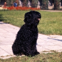 Picture of black russian terrier at moscow zoo 