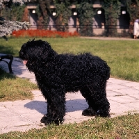 Picture of black russian terrier at moscow zoo