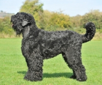 Picture of Black Russian Terrier, side view