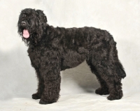 Picture of Black Russian Terrier