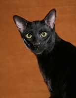 Picture of black Savannah, head study