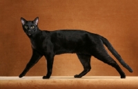 Picture of black Savannah, striding