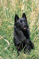 Picture of black Schipperke sitting down in grass