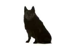 Picture of black Schipperke