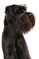 Picture of black Schnauzer portrait