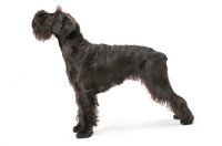 Picture of black Schnauzer posed