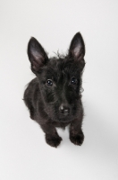 Picture of Black Scottish Terrier puppy in studio.