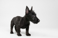 Picture of Black Scottish Terrier puppy in studio.