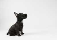 Picture of Black Scottish Terrier puppy in studio.
