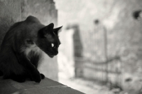 Picture of black seal point cat sitting on wall