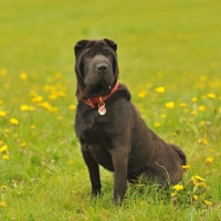Picture of black Shar Pei