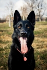 Picture of black Shepherd in field