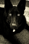 Picture of black Shepherd laying on rug looking up at camera