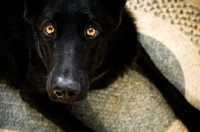 Picture of black Shepherd laying on rug looking up at camera