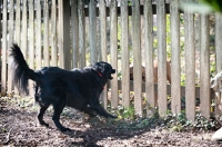 Picture of black shepherd mix barking at fence