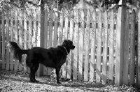 Picture of black shepherd mix guarding at fence