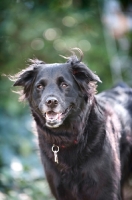 Picture of black shepherd mix smiling into camera