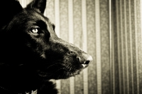 Picture of black Shepherd profile