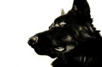 Picture of black Shepherd profile