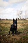 Picture of black Shepherd standing in field