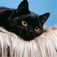 Picture of black short hair cat 