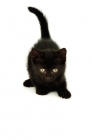 Picture of black shorthair kitten ready to jump
