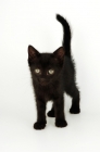 Picture of black shorthair kitten