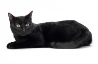 Picture of black shorthair lying down