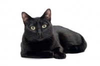 Picture of black shorthair lying down