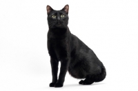 Picture of black shorthair sitting down