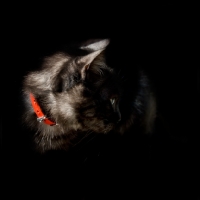 Picture of black shorthair wearing a red collar