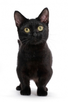 Picture of black shorthaired Munchkin, front view