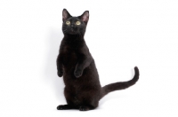 Picture of black shorthaired Munchkin on hind legs