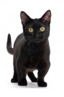 Picture of black shorthaired Munchkin on white background