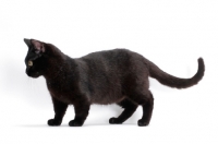 Picture of black shorthaired Munchkin on white background