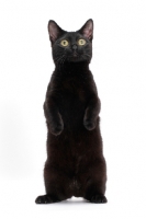 Picture of black shorthaired Munchkin