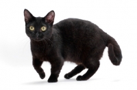 Picture of black shorthaired Munchkin