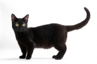 Picture of black shorthaired Munchkin