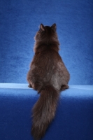 Picture of black Siberian cat, back view