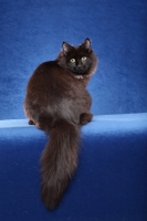 Picture of black Siberian cat, back view