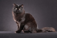 Picture of black Siberian cat