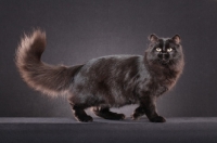 Picture of black Siberian cat